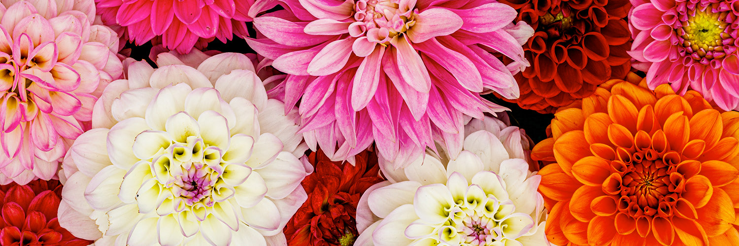 Various flowers bloom side by side, showcasing vibrant hues of pink, white, orange, and red petals, creating a colorful and densely packed floral arrangement.