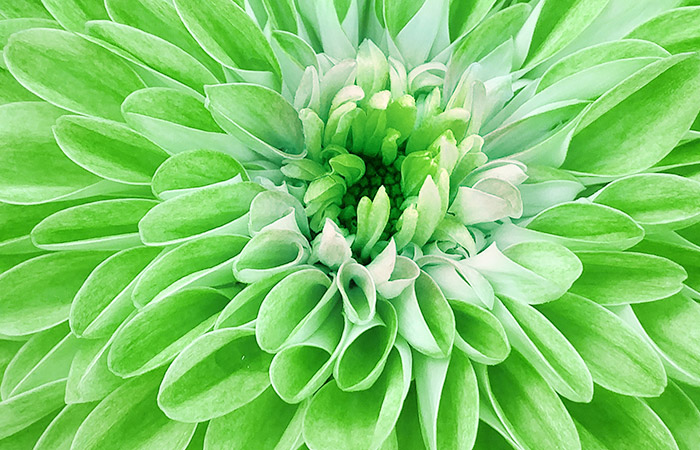 Close-up of a green chrysanthemum flower, showing its densely packed petals opening outward. The background is a blurred continuation of the chrysanthemum's petals, emphasizing the flower's structure.