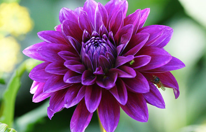 A vibrant purple dahlia in full bloom stands out against a backdrop of green foliage, with a small insect resting on one of its petals.