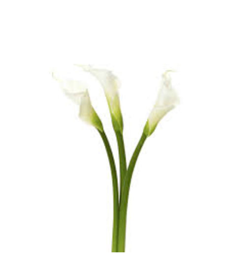 example of large white calla lily