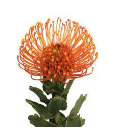 pincushion protea 