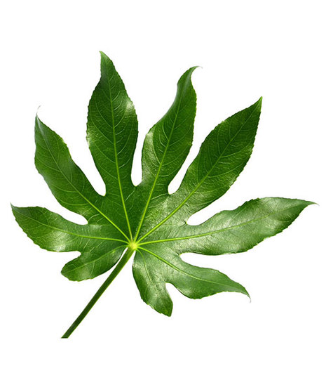 Aralia Leaf